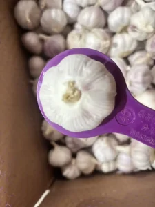 Isothermal Container Fresh Garlic with Good Storage Chinese Garlic for Fresh Garlic Supplier Shipment