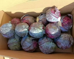 Low Price New Crop Fresh Red Cabbage High Quality Purple Cabbage Vegetable Cabbage