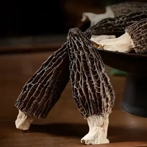 Morel Mushroom