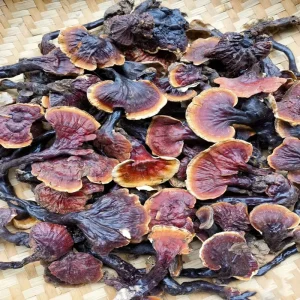Natural Dried Whole Reishi Mushroom Ganoderma Raw Material