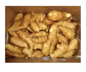 New Arrival Fresh Air Ginger Supply in 40 Reefer Container Ginger to Export