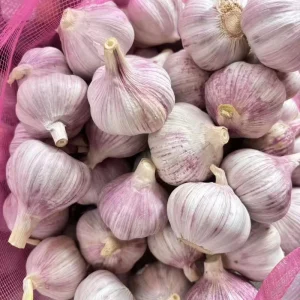 New Crop Ail Frais Ajo Alho OPTIMUM Top Grade Fresh Garlic Vegetables Phytosanitary Certified Shandong Origin High Quality