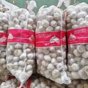 New Crop Chinese Garlic Best Quality Fresh Garlic Head Purple Pure White Red Garlic Export 10kg 20kg Wholesaler