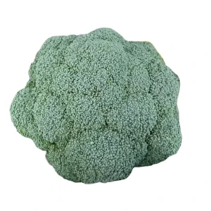 New Crop Fresh Broccoli Chinese High Quality Fresh Broccoli