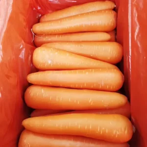 New Crop Fresh Carrots Shandong China Origin Bulk