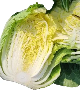 New Crop Fresh Chinese Cabbage Factory Low Price Long Cabbage Green Vegetable Chinese Cabbage