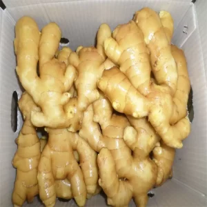 New Crop Fresh Ginger for Air Drying