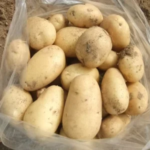 New Crop Fresh Potatoes