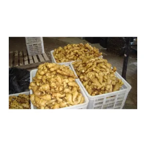 New Crop Fresh Vegetable Factory Price Ginger Exporter China Wholesaler Air Dry Ginger Fresh Ginger Price