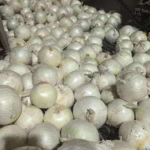New Crop Fresh White Onion Crisp Spicy Onion Shandong Origin Bulk Supply