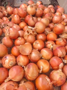 New Crop High Grade Fresh Yellow Skin Round Onion Bulk Export Fresh Vegetable For Global Buyers