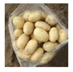 New Crop Holland Potato Seed Potato Buyers Potato Prices