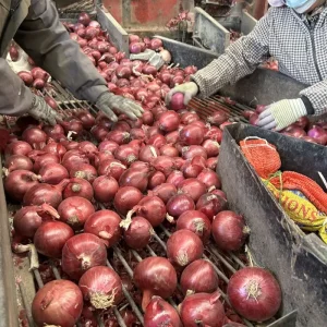 New Season Red Onion 5-7cm Fresh Vegetables