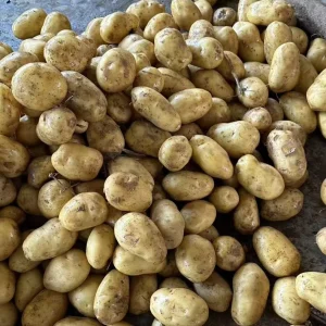 New Shandong Crop Potato In Bulk Mesh Bag Packing 100 200g