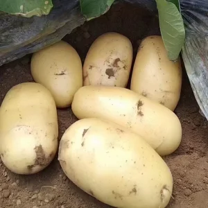 Newest Crop Yellow Fresh Potato Holland Seed Potato Best Quality Potato From Nederland Bulk