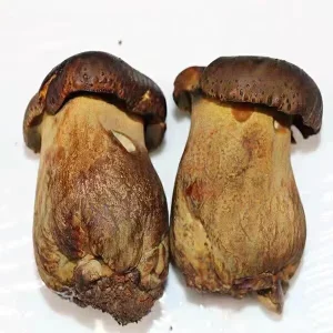 Niu Gan Jun Fresh Porcini Penny Bun Mushroom