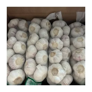 Normal White Fresh Garlic Importers From China Export