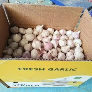 Optimum good quality fresh vegetables Fresh pure white garlic rresh garlic Chinese garlic supplier in China
