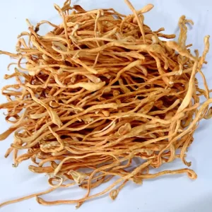 Organic Dried Cordyceps Militaries Best Quality Natural Edible Dried Fungus Cordyceps Militaris