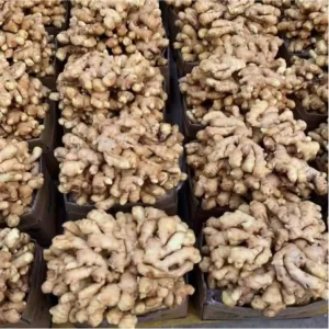 Organic Fresh Ginger 100g 350g Specification GAP Certified New Crop Bulk Ginger Fresh Root with Glossy Skin