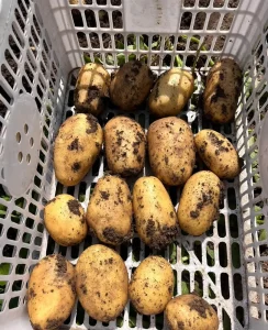 Organic Sweet Fresh Refrigerated Potatoes Shandong Elongated 55cm 0.1kg Pure Content No Additives Heli Brand Ready Consume China