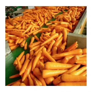 Planting Fresh Vegetables Carrot garlic Seeds Price of Carrots garlic