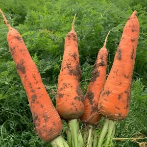 Planting Fresh Vegetables Carrot garlic Seeds Price of Carrots garlic