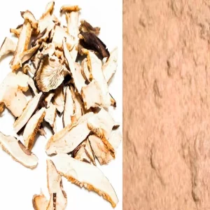 Plc Shiitake Mushroom Powder Medicinal Edible 250 Mushrooms Lentinus Edodes for Warranty Product