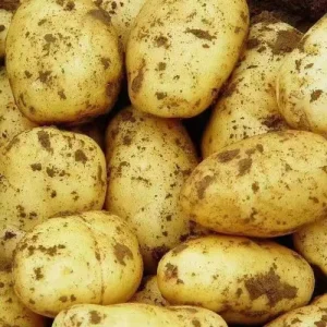 Premium Fresh Holland Variety Newest Crop Potatoes for Cooking Bulk Export Farm to Table Quality Refrigerated Storage