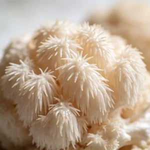 Premium Hericium Erinaceus Mushroom Flavor Natural Umami Essence for Food and Beverage Applications