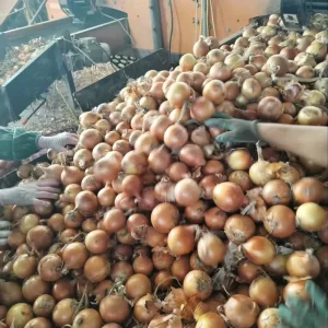 Premium Quality Fresh Yellow Onions China’s New Crop with Natural Healthy Peel Wholesome Onion Supplier at Good Price