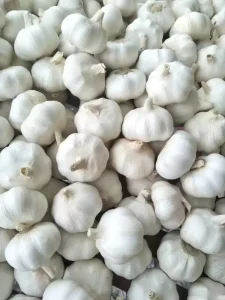 Premium Quality New Crop Fresh Garlic Shandong Origin ISO 22000 HACCP GLOBAL GAP Certified 10 Ton MOQ 5000 Tons Month