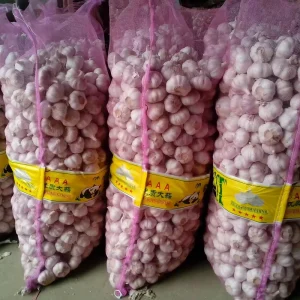 Premium Quality New Fresh Vegetables Garlic With Price