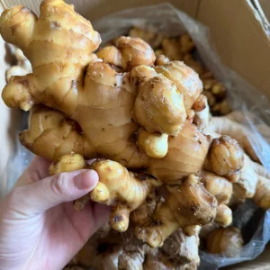 Price Fresh Natural Ginger Root 10KG Carton Air dried Yongjiang Brand China Supplier Export Global