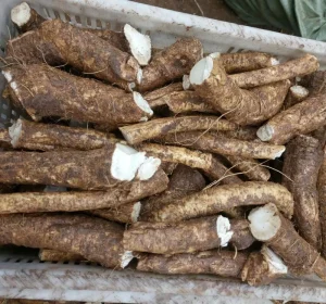 Raw Material Fresh Horseradish Roots