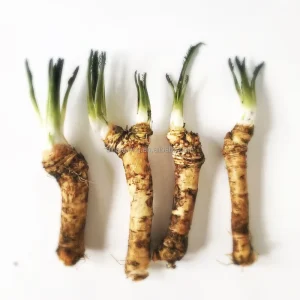 Raw Material Horseradish Root Brand