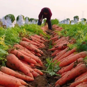 Sandy Carrots Fresh Crispy Sweet Mud-Dug Vegetables for Food Use