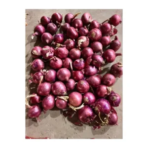 Shandong Factory Discount Sale Yellow Onion Fresh High Quality Onion Healthy Vegetables for Export
