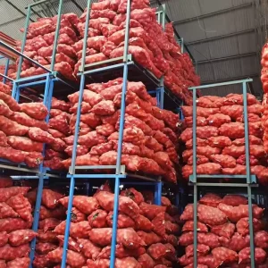 Shandong Farm High Quality Yellow Onions Fresh Peeled Vegetables Discount Sale