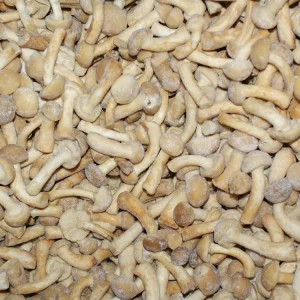 Sinocharm HACCP oyster Boletus Edulis Frozen Mixed Mushrooms Bleand IQF Mix Mushroom From China