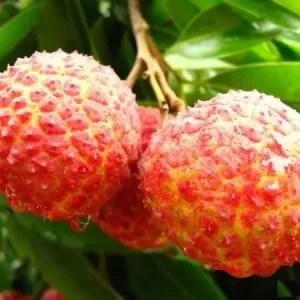 Succulent Fresh Sweet Fruit Litchi Not Lychee Can Food Black Leaf