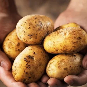 Supplier Potato Export Potato Prices