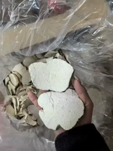 Tiger Milk Mushroom