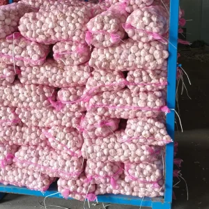 Top Grade Fresh Fresh Garlic Normal White Garlic Ready for Export