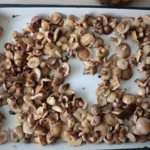 Top Quality Canned Suillus Granulatus Mushroom In Marinated