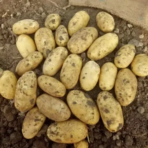 Top Selling Fresh Vegetables Potatoes With Customized Requirements for Sale Available in Price