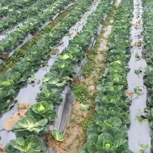 Using New Raw Materials to Produce Silver Black Film for Fruits Vegetables and Economic Crops Such As Tobacco