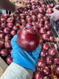 Vegetable Export Chinese Natural Fresh Red Yellow Onion Red Onions Cebolla Oignon
