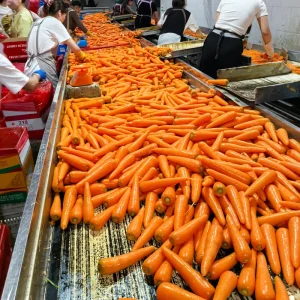 Vegetables Fresh Vegetables Common Cultivation High Quality Orange Natural Sweet Fresh Carrot for Export