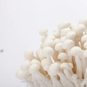 White Shimeji Edible Mushroom